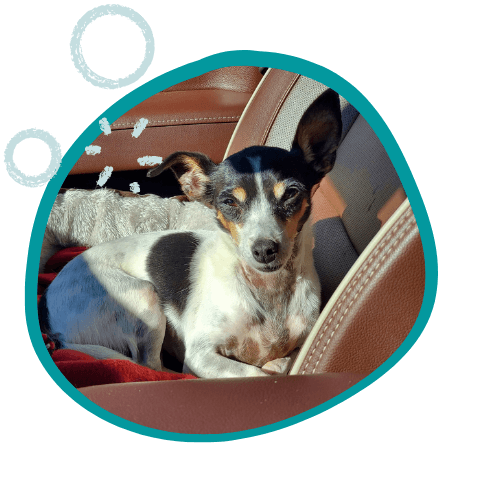 La Verkin, Utah, a dog is relaxing in the truck during an outing