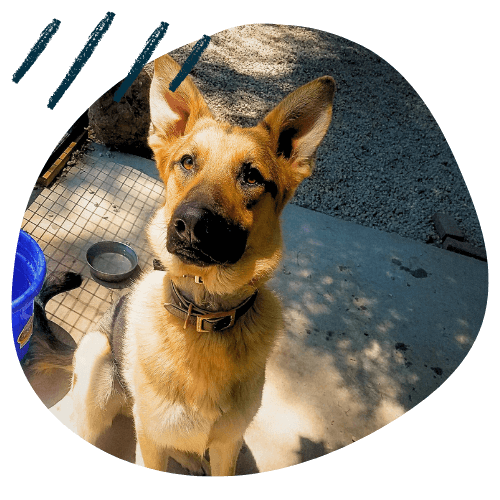 Project K9 Dog Training German Shepherd Testimonial Brutus