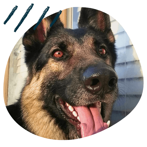 Project K9 Dog Training Testimonial German Shepherd Lebron