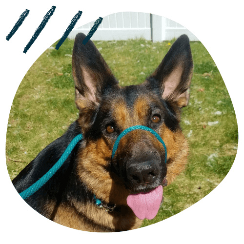 Project K9 Dog Training Testimonial German Shepherd Padme