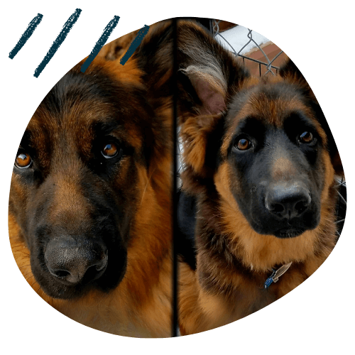 Project K9 Testimonial German Shepherds Max and Lexi