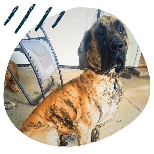 Project K9 Testimonial Great Dane Toa