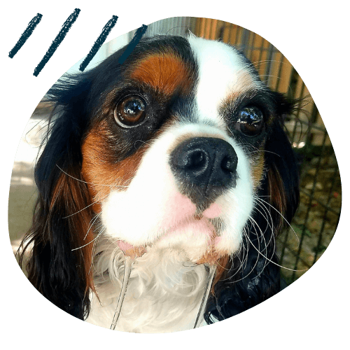 Project K9 Review Hacker King Charles Cavalier