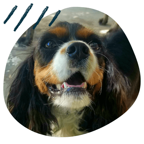 Project K9 Review Layla King Charles Cavalier