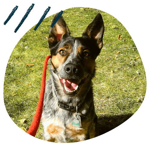 Project K9 Testimonials Blue Heeler Blu