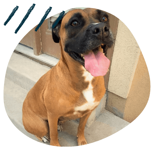 Project K9 Testimonials Boxer Hermione