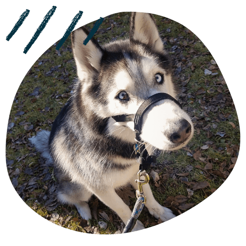 Project K9 Testimonials Malamute Kenai