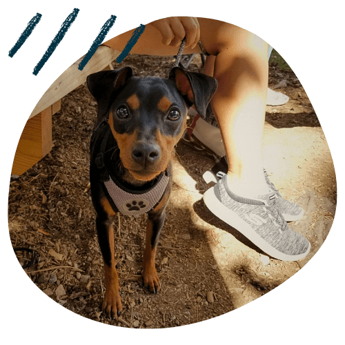 Project K9 Dog Training Min Pin Testimonial Jax