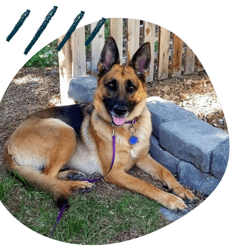 Project K9 Dog Training German Shepherd Testimonial Cashmere