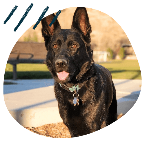 Project K9 Dog Training German Shepherd Inyo