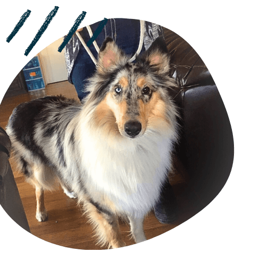 Project K9 Dog Training Rough Collie Krystal Testimonial