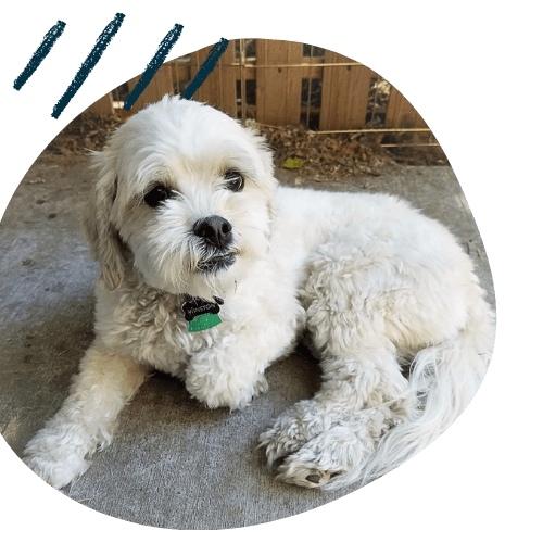 Project K9 Dog Training Lhasa Apso Maltese Testimonial Winston