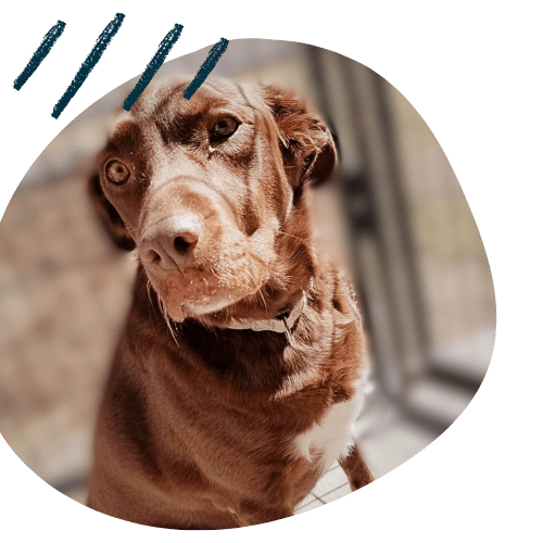 Project K9 Testimonial Chesapeake Bay Retriever