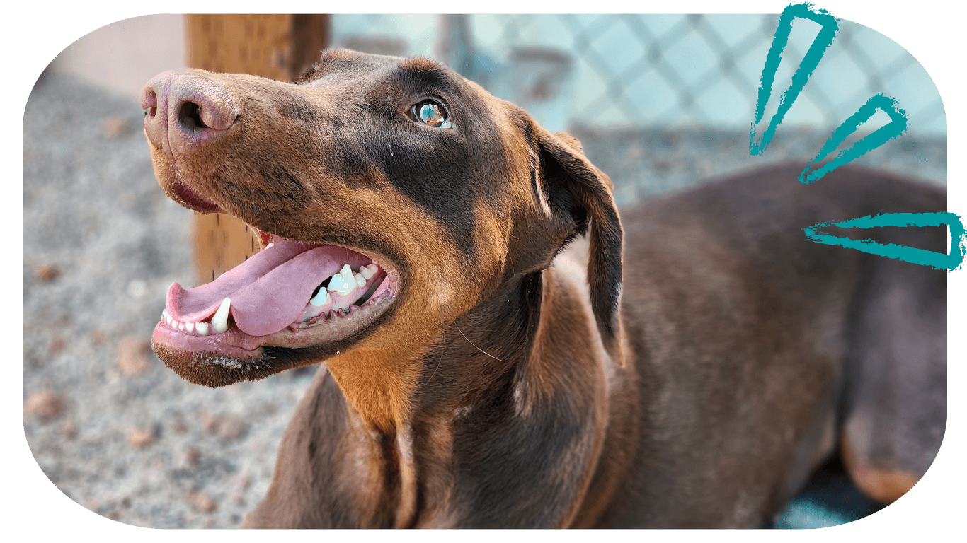 Southern Utah Dog Training