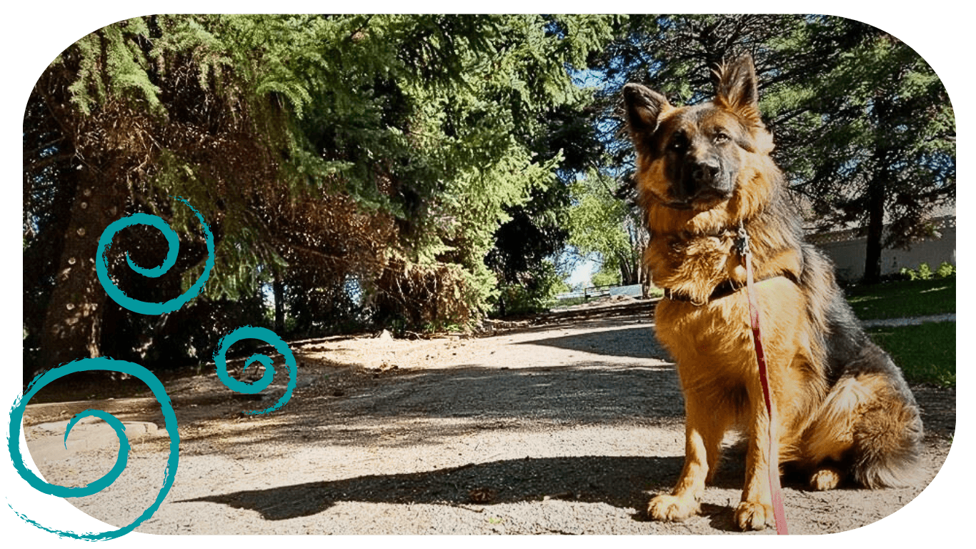 St George Dog Training German Shepherds