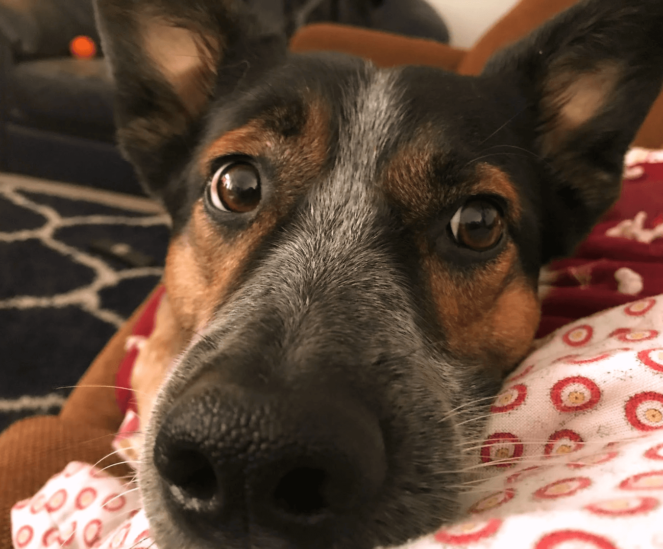 Blue Heeler Aggression Training, Hurricane, UT